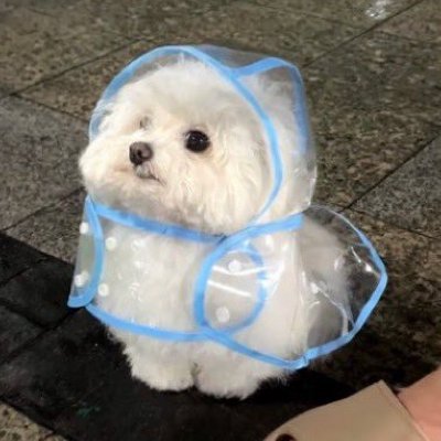 dog_auras's profile picture