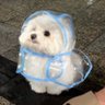 dog with confusing auras's profile picture