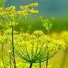 Profilbild von Fleurdegarrigue