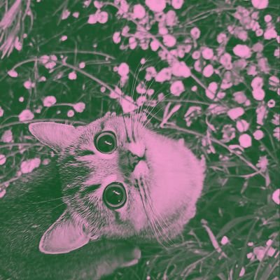 Ditak's profile picture