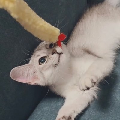 そばちゃん's profile picture