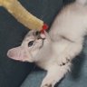 そばちゃん profil fotoğrafı