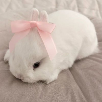 金毛's profile picture