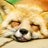 Profilbild von 散修