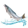 முத்து ❤️💛🐟🐯's profile picture