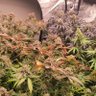 Profilbild von CannabisChris