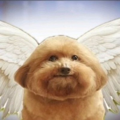 isaac, o transmasc biscoiteiro's profile picture