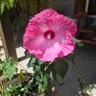 spicy southerner profil fotoğrafı