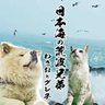 特命【アンわさピー】Bs外野席 的头像
