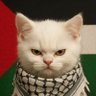 Profilbild von Nuck Fetanyahu