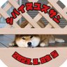 柴犬柚(ゆず)さん 的头像