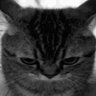 чай филофоба's profile picture