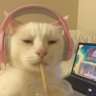 feijoada de puta's profile picture
