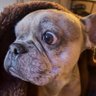 Profilbild von bob