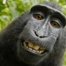 Un chango mas's profile picture