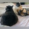 🐈⬛🐈🌸 profil fotoğrafı
