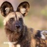李克勤 profil fotoğrafı