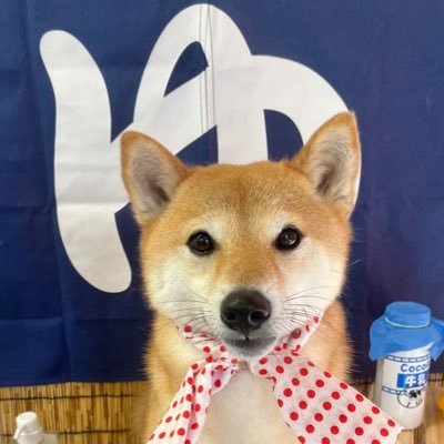 柴犬おとちゃん🐕6歳's profile picture