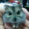 ゆめ profil fotoğrafı