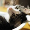 ナナとアリス🍒 profil fotoğrafı