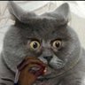 Asher's profile picture
