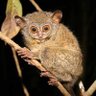 Tarsius Dentatus's profile picture