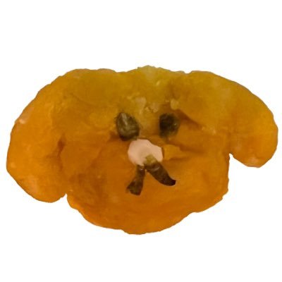 しんちろ's profile picture