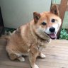 しんちゃん's profile picture