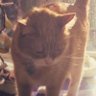 Profilbild von porns Kitty bot