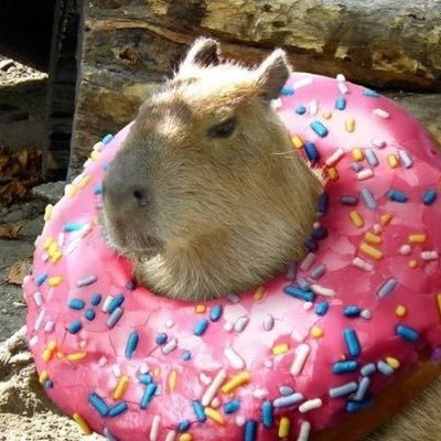 capsivara's profile picture