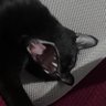 สะเหล่อดาถั่ว's profile picture