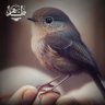 JalilHotak profil fotoğrafı