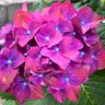 Фото профиля ayura