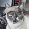 Furia profil fotoğrafı