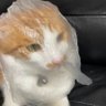 まつりく profil fotoğrafı