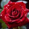 Profilbild von (rosered60)