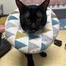 Фото профиля 猴子