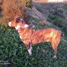 zascandileando profil fotoğrafı