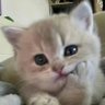 SXsi profil fotoğrafı