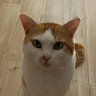 えりんぎ's profile picture