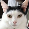 しろくろぴん's profile picture