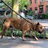 Фото профиля JustHere4theDogs