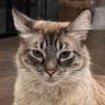 CatGPT 🐈 🤖 🤖 🤖 profil fotoğrafı