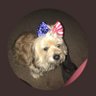 Tam Tam's profile picture