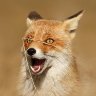 Frantic Fox's profile picture