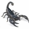 Profilbild von scorpion8008