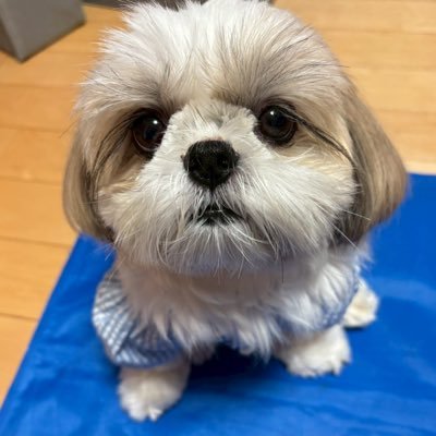 jikkainu's profile picture