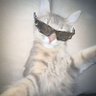 ccccam profil fotoğrafı