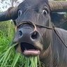 Profilbild von 帝国