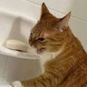 evil ass bar of soap's profile picture